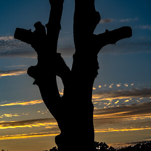 newforest_pig_sunset_day1-4.jpg