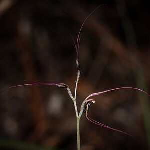 Orchid 1 r.jpg
