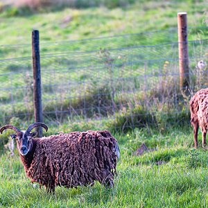 newforest_pirate_sheep-1.jpg