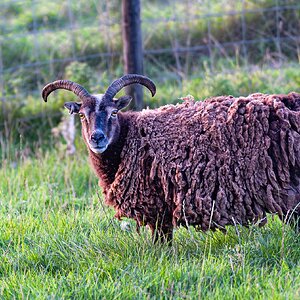 newforest_pirate_sheep-2.jpg