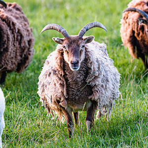 newforest_pirate_sheep-6.jpg