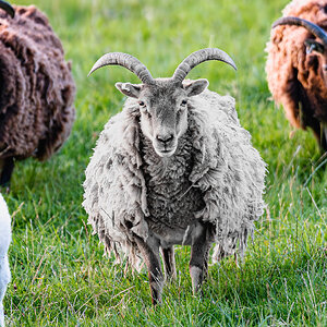 newforest_pirate_sheep-9.jpg