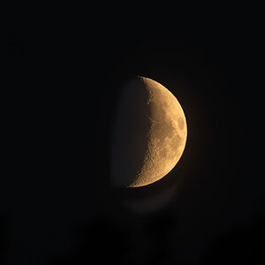 newforest_moon-1.jpg