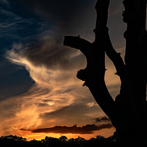 newforest_pig_sunset_day2-2.jpg