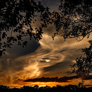 newforest_pig_sunset_day2-3.jpg