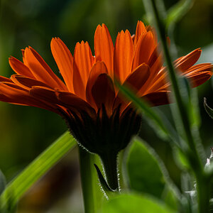 newforest_the_pig_flowers-2.jpg