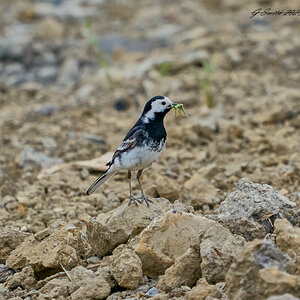 pied wagtail 2023 9.jpg