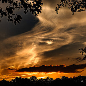 newforest_pig_sunset_day2-4.jpg