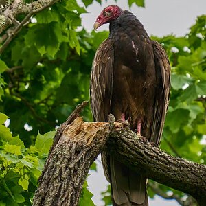 Turkey Vulture - Chester Park - 04262023 - 03- DN.jpg