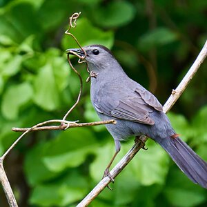 Gray Catbird - Chester Park - 04262023 - 02- DN.jpg