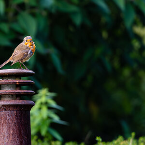 newforest_the_pig_robin-4.jpg