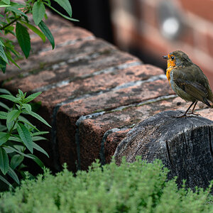 newforest_the_pig_robin-5.jpg