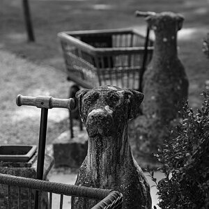 newforest_the_pig_guarddogs-2.jpg