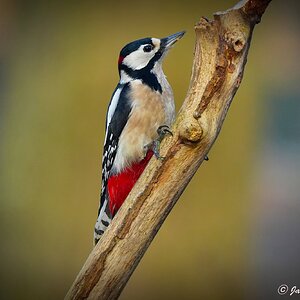 Great Spotted Woodpecker ..