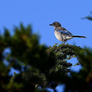 Blue bird copy.jpg