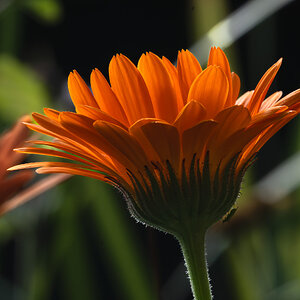 newforest_the_pig_flowers-7.jpg