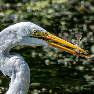 Catching fish