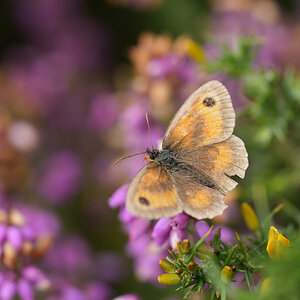 Gatekeeper-Female-DSC07726-2048px.jpg