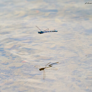 dragonfly 2023 1.jpg