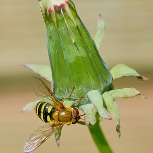 hoverfly 2023.jpg