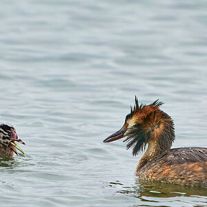 grebe 2023 14.jpg