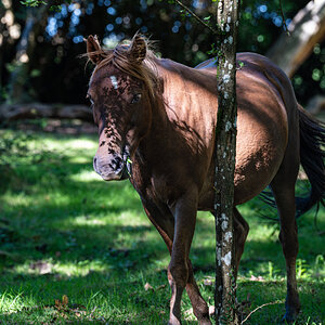 newforest_poneys-4.jpg