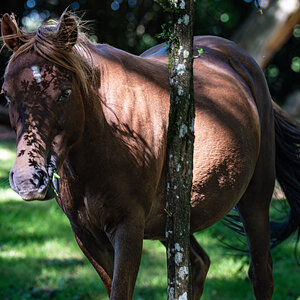 newforest_poneys-5.jpg