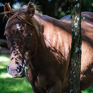 newforest_poneys-7.jpg