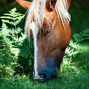 newforest_pony-12.jpg