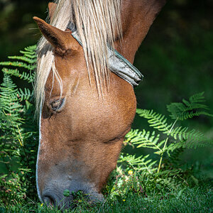 newforest_pony-13.jpg