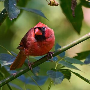 Northern Cardinal - Ashland - 09022023 - 05- DN.jpg