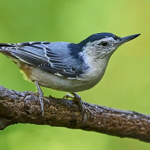 White-Breasted Nuthatch - Ashland - 09022023 - 02- DN.jpg