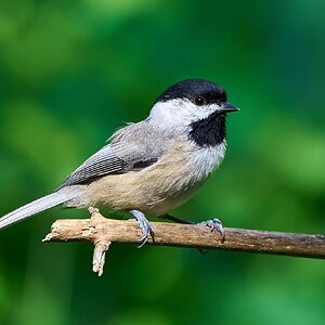 Carolina Chickadee - Ashland - 09022023 - 01- DN.jpg