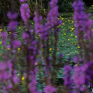 water lillies-1.jpg