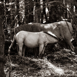 mother and child_sepia-1.jpg