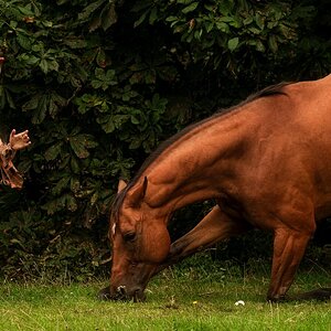 ballet and horse.jpg