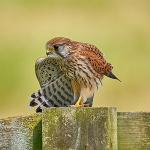 kestrel 2023 476.jpg