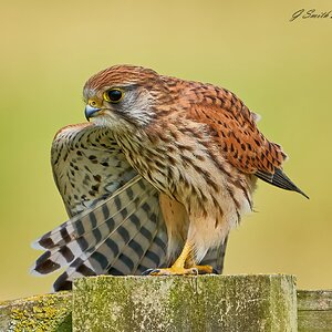 kestrel 2023 475.jpg