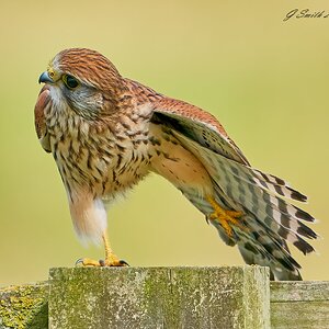 kestrel 2023 471.jpg
