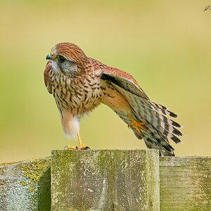 kestrel 2023 472.jpg
