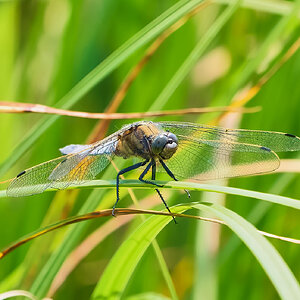 dragonfly 2023 1 (2).jpg
