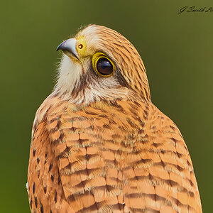 kestrel 2023 478.jpg