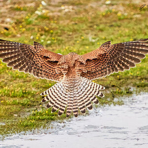 kestrel 2023 (39).jpg