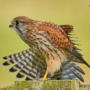 kestrel 2023 496.jpg