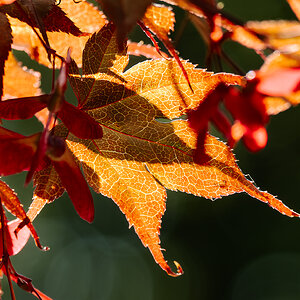 mapple leaf-1.jpg