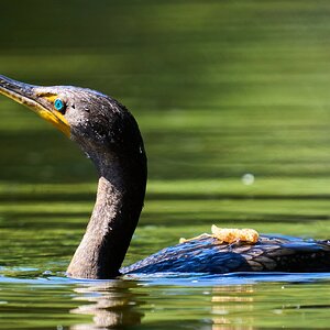 Double-Crested Cormorant - Brandywine - 09122023 - 02- DN.jpg