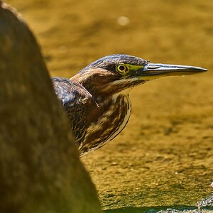 Green Heron - Brandywine - 09122023 - 02- DN.jpg