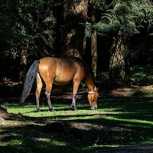 grazing rolling new forest poney-1.jpg