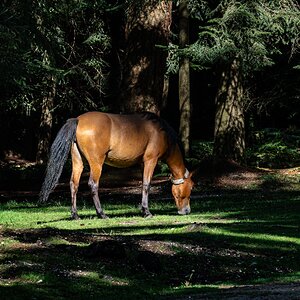 grazing rolling new forest poney-3.jpg