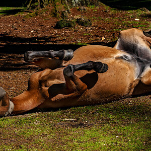 rolling new forest pony-6.jpg